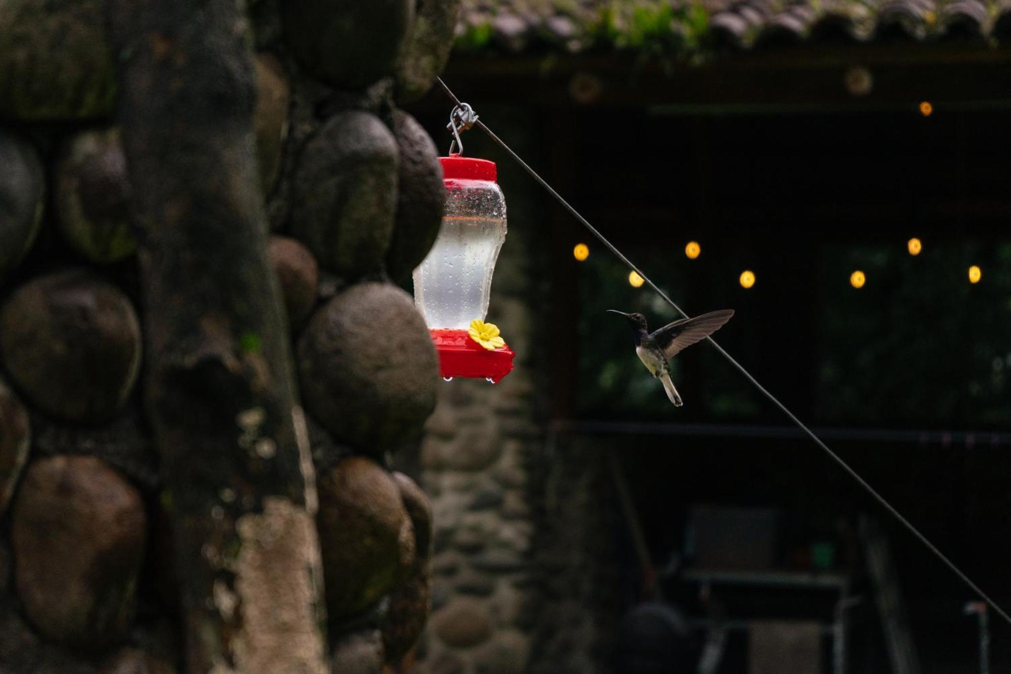 Pura Vista Glamping Hotel El Castillo Eksteriør billede