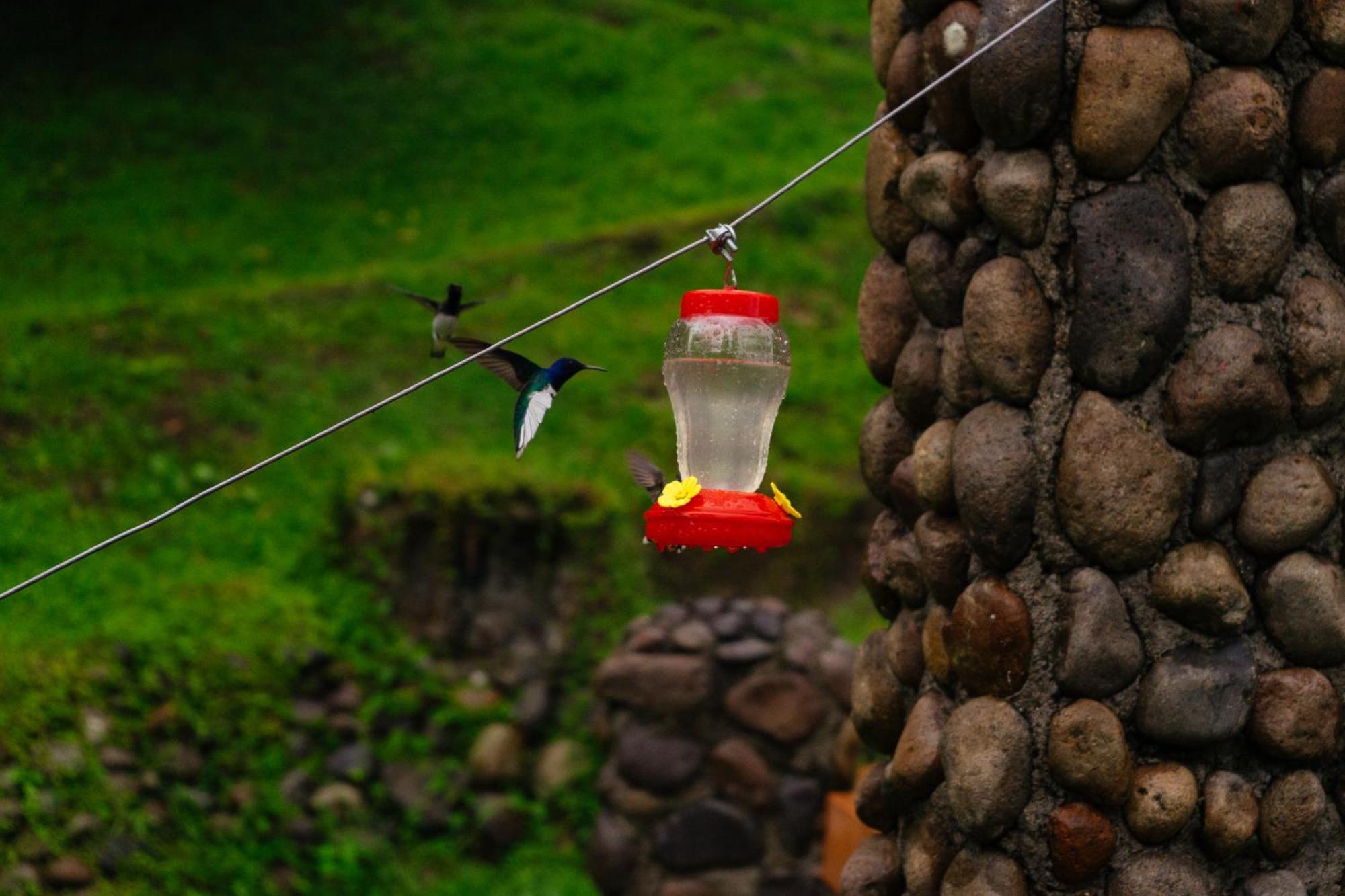 Pura Vista Glamping Hotel El Castillo Eksteriør billede